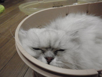 プチ猫美容