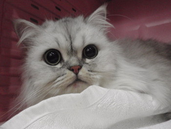 ミケ君　猫美容