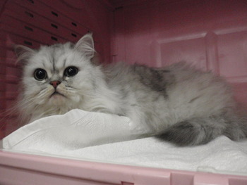 ミケ君　猫美容