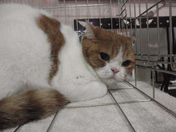 ミュー君　猫美容