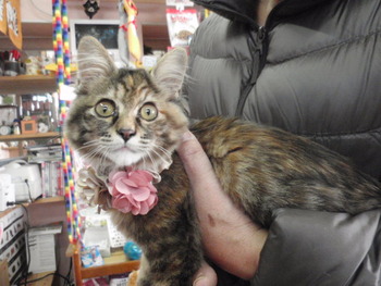 子猫ちゃん