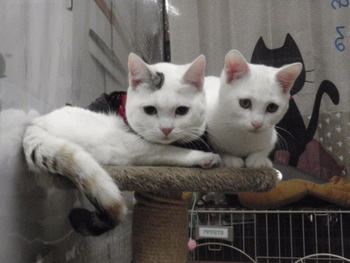 ２匹の子猫里親募集