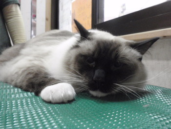 ムー君　プチ猫美容
