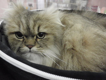 ミント君　プチ猫美容