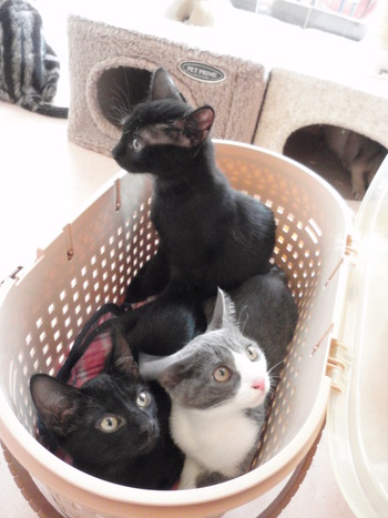 ３月生まれ３兄弟　仔猫里親募集