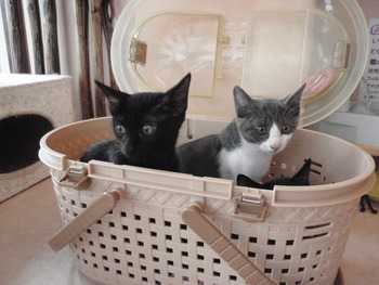 ３月生まれ３兄弟　仔猫里親募集