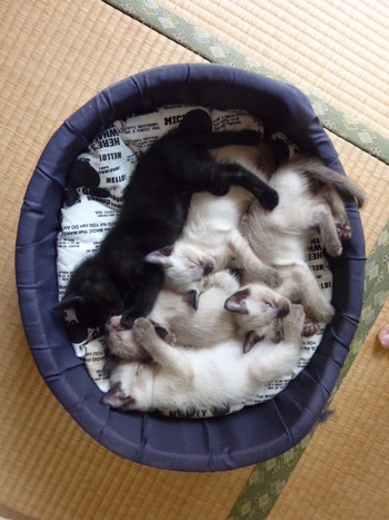 シャム猫里親募集3