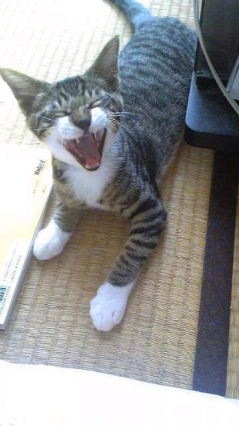 あくびショー結果発表!