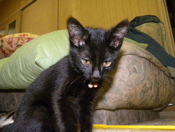 シャム猫里親募集