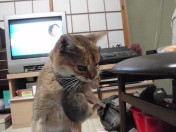 あびっ仔4　誕生！