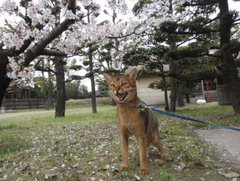 桜綺麗だね！