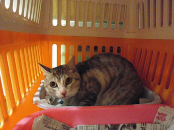 スヌちゃん　猫ホテル