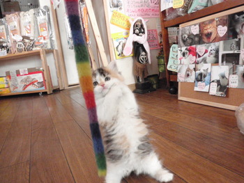 はぴちゃん
