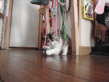はぴちゃん