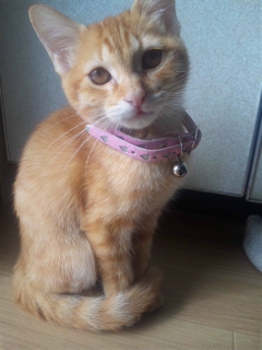Jujuちゃん2