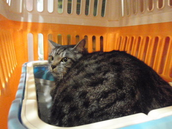 キキ君　猫ホテル