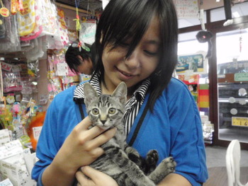 キジトラ猫里親体験中