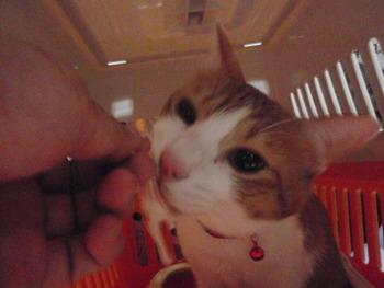 ココちゃん　猫ホテル