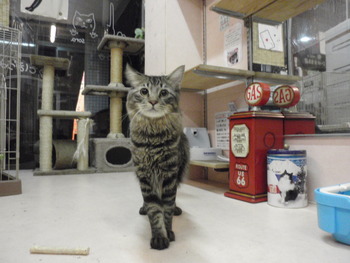 虎太郎君　猫ホテル