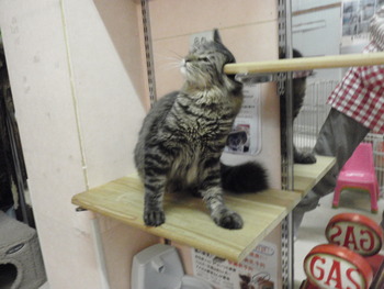 虎太郎君　猫ホテル