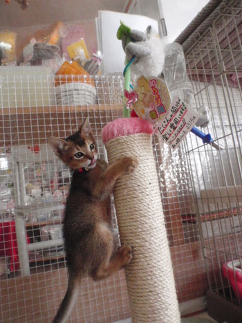 たくさんの猫が愛用　猫の爪研ぎ