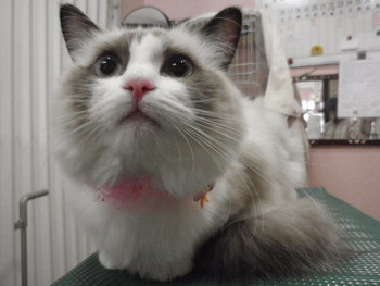 モコちゃん