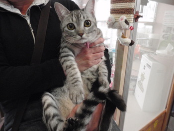 メルちゃん　猫の爪きり