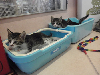 猫らんど猫だらけ
