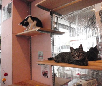 猫らんど猫だらけ