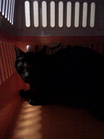 ナイト君　猫ホテル