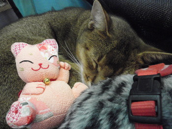 いつも眠い