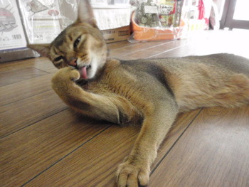 久々のお仕事　小ちゃん