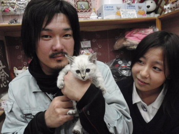 ヒマラヤン風の子猫里親体験