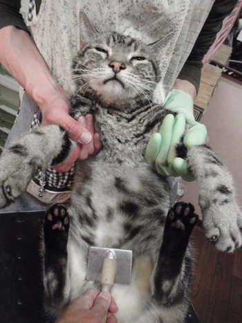 サスケ君
