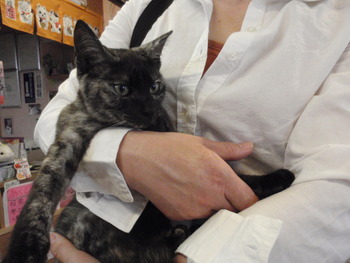 サビ猫ちゃん里親体験