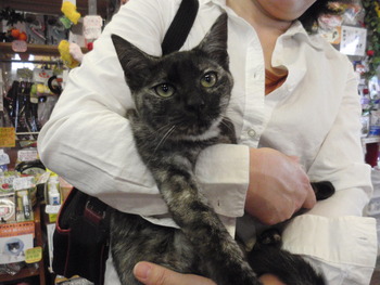 サビ猫ちゃん里親体験