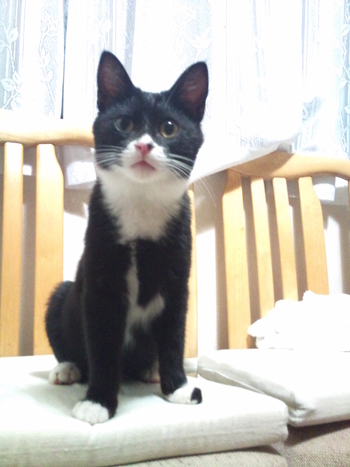 のらくろ猫里親募集中