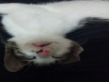 いぶちゃん
