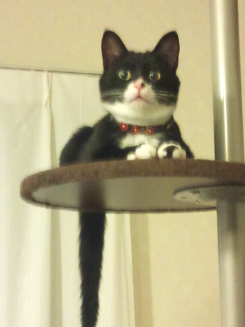 のらくろ兄弟　猫里親募集