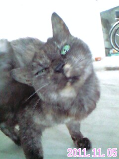 仔猫里親募集