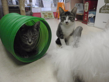 ２匹の子猫里親募集