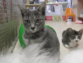 ２匹の子猫里親募集