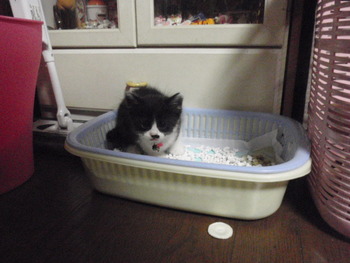 チャム君　猫ホテル