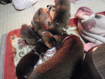 チャム君　猫ホテル