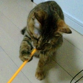 超～人気ブンブン♪