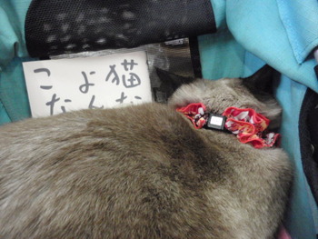 チャムちゃん