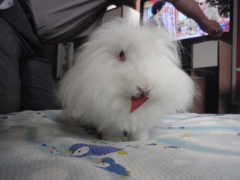 立っち上手　うさぎ