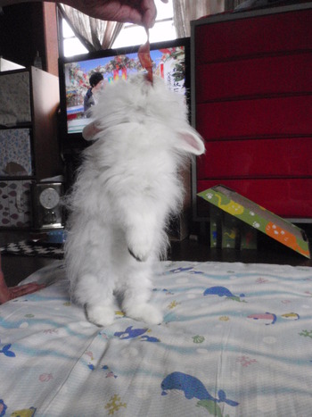 立っち上手　うさぎ