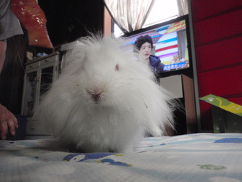 立っち上手　うさぎ