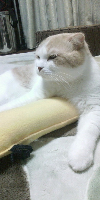 ジャック君